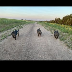 Meet your Posher, Addison